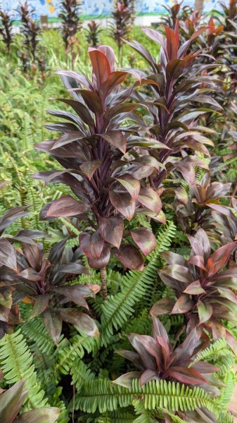 大湳森林公園2879741