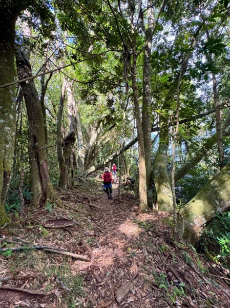 瞭望台-瓊山-望美山-獵人古道2886881