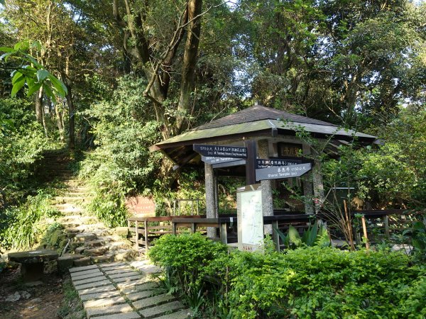 桐花公園、天上山~桐花開了！943984