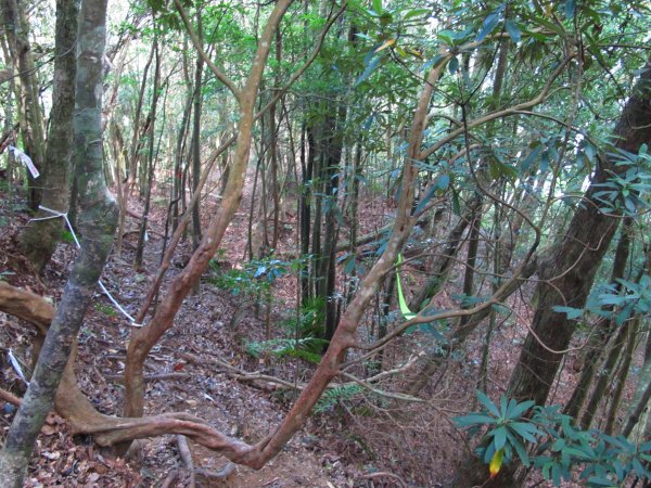 四壯士神木步道x阿冷山(北北峰)787475