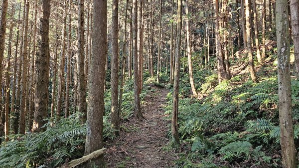 鵝公髻山 鵝公髻山東北峰 第一登山口上下入門路線2395276