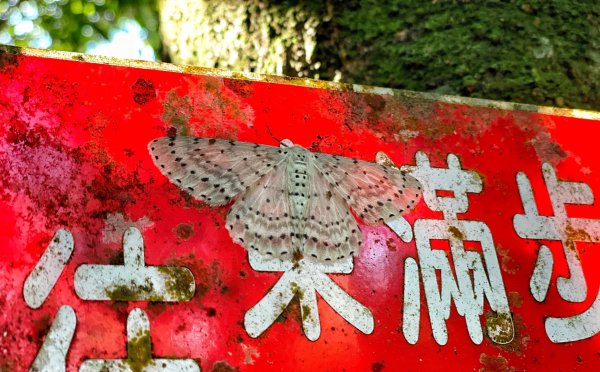 東眼山 拉卡山 卡外山 O形環走1630325