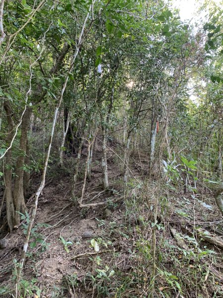 20251122高雄笠山-坦水衍山2945356