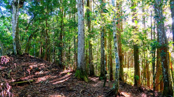 油羅山(一上三下)2959132