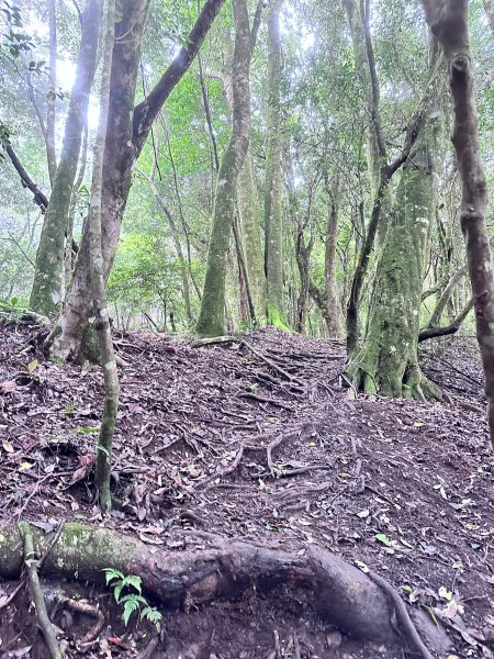 絕美柳杉林民都有山涼爽舒適2604514