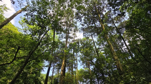 陽明山秘境，涼爽水圳步道，鹿堀坪古道，富士坪古道，夏日戲水與溯溪天堂，首選鹿堀坪（頭前溪）瀑布。2796254
