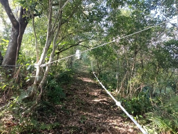 雙溪區東內平林山+上平林山+平林山去回2952472