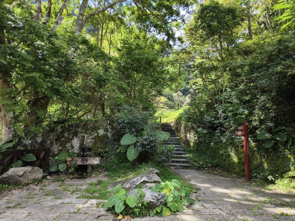 [百山百鳥尋旅-07/15] 2025_0831 八仙山國家森林遊樂區步道群_天籟步道2875903