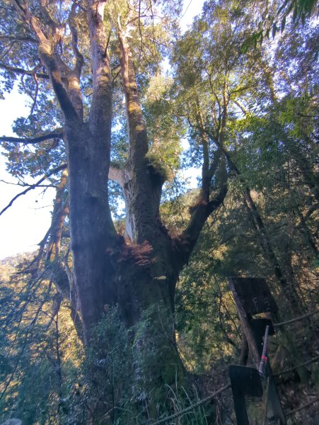 2026.01.03－鎮西堡B區神木群2981155