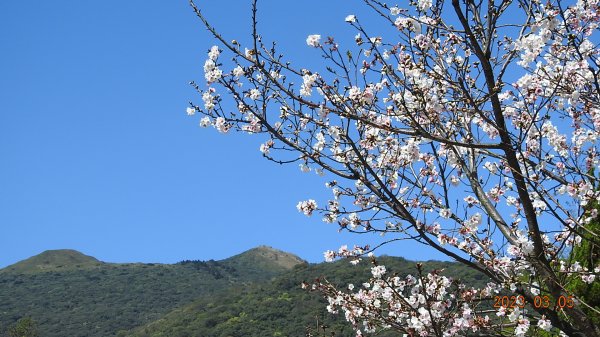 雲山水花鳥蝶 - 天龍國阿伯的日常 3/52053141