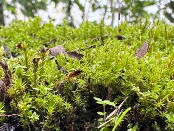 羊彎上武岫大崙山茶園尋山頭2824907