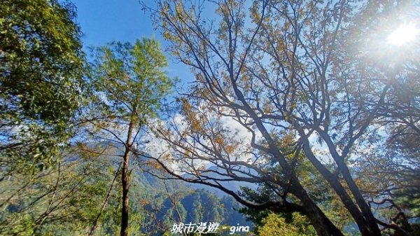 【台中和平】捎來步道x2025山谷燈光節2957996