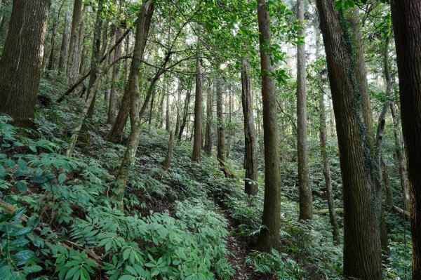 新北 三峽 組合山、樂佩山2462370