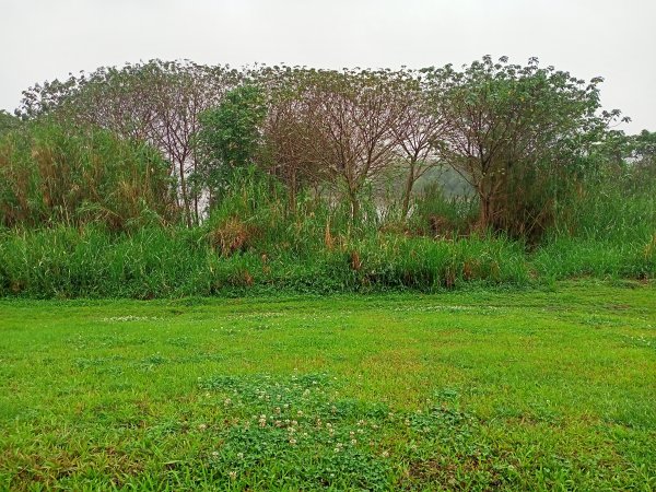 基隆河右岸尋花問草2091146