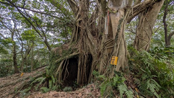 114.12.20劉銘傳隧道-獅球嶺北峰-獅球嶺東砲台山-獅球嶺池-獅球嶺砲台山之旅2966724