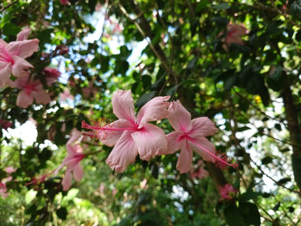 微笑山線之烘爐地任務2836460