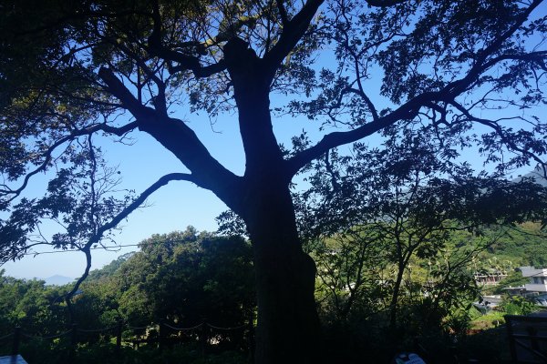 古道探訪｜竹林小徑、百年老樹幽靜古道1180444