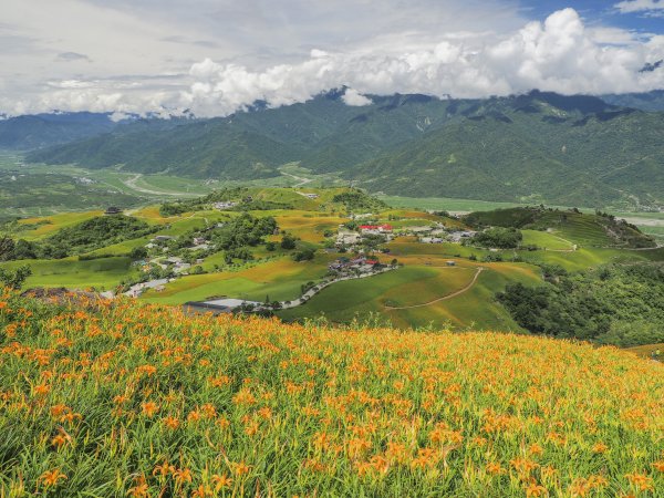 [花蓮]六十石山金針花海755870