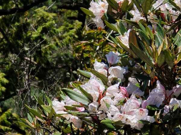 鳶嘴山杜鵑盛開2770232