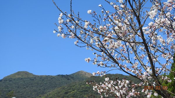 雲山水花鳥蝶 - 天龍國阿伯的日常 3/52053142