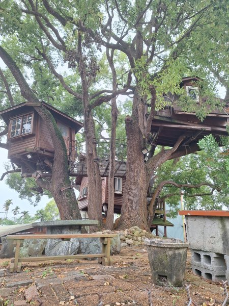草尾嶺步道賞血藤花202503292749667