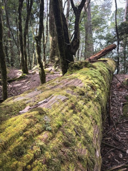 船型山林道賞雲海、烏石坑山、2432峰 山景海景一次到位2929305