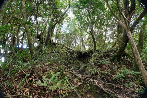 桃園-三峽 志繼山、東眼山、拉卡山、卡外山3005208