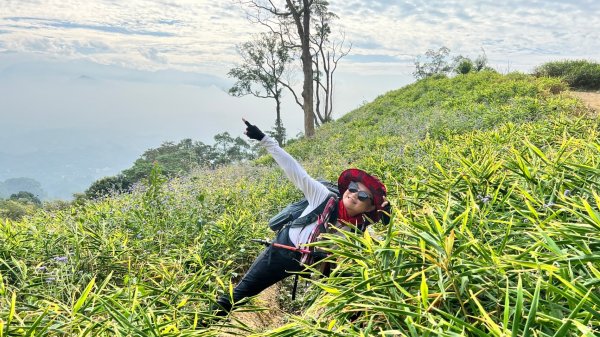 小百岳關刀山889m+銅鑼杭菊1924097