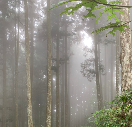 山上人家往返鵝公髻山