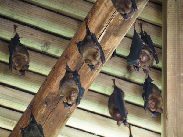 《宜蘭》植物博物館｜員山福山植物園201805182889164