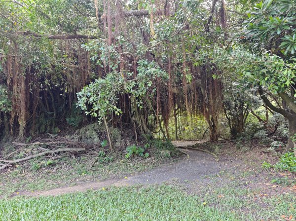 [百山百鳥尋旅-02/15] 2025_0809 社頂自然公園步道2856891