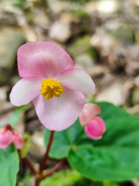 淡蘭古道第三段（我的淡蘭最終章）2838795