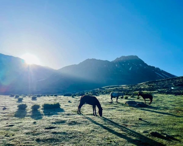 喀什米爾/馬牛羊駱駝動物寫真2565808