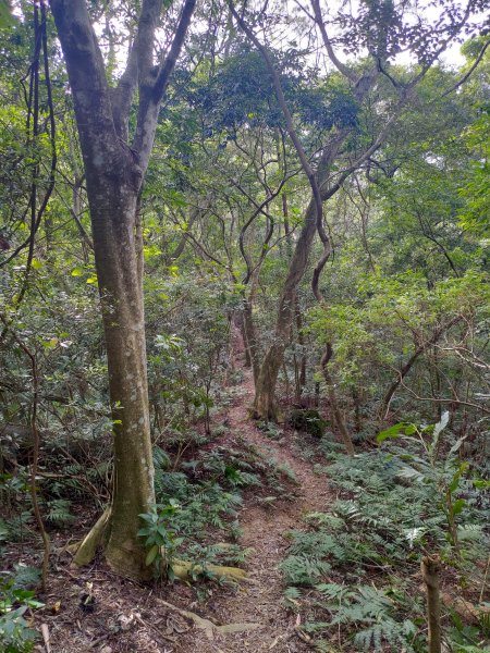 關西打牛崎-老虎山-石人崠-東東畚箕窩山-四寮溪古道1719685