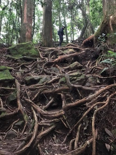 181022金柑樹山、忘憂森林步道442147