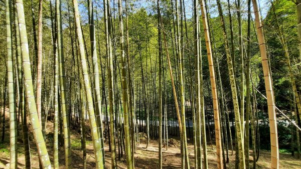 《南投》竹林台灣杉｜溪頭山竹崙山志騰山O繞202302182035929