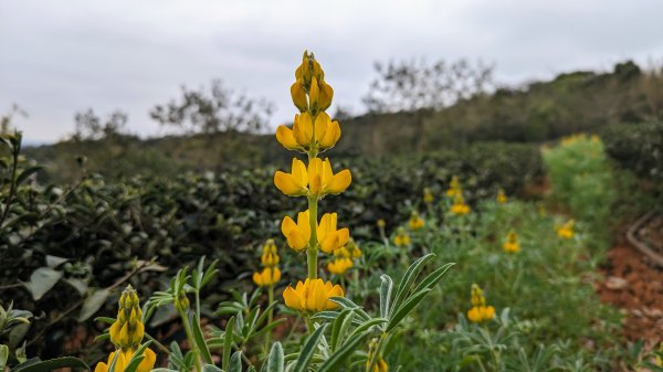 大北坑魯冰花2435732