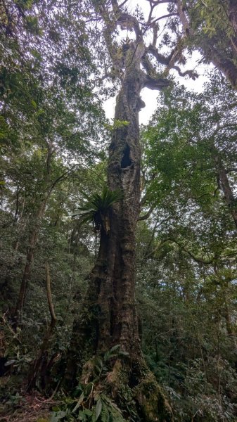 北得拉曼巨木步道2695503