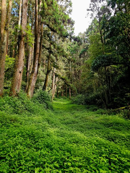 金柑樹山、忘憂森林步道-(南投)臺灣百大必訪步道2789375