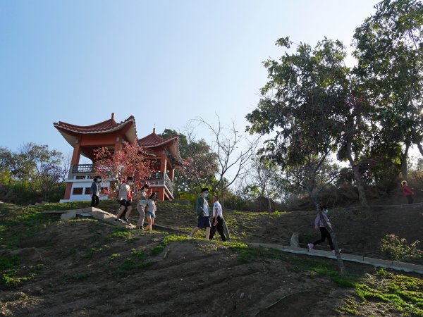 虎山巖步道—滿山李花白1268679