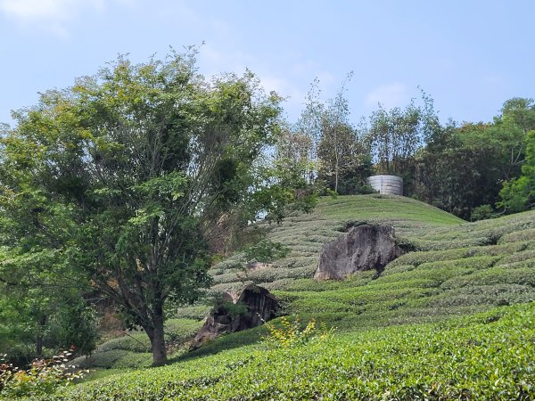 2026.03.30 茶園、梅園、視野都極美的玉打山觀景臺3073631