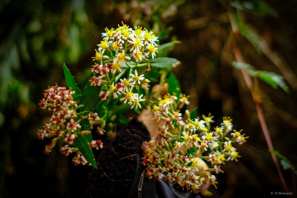[冬訪大霸聖山岳參行]-大鹿林道東線榆金楓紅與九九山莊精選輯2974723