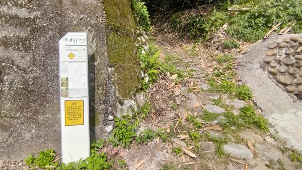 2026樟之細路 | 第一大段 | 三坑~關西 | RSA01~113041141