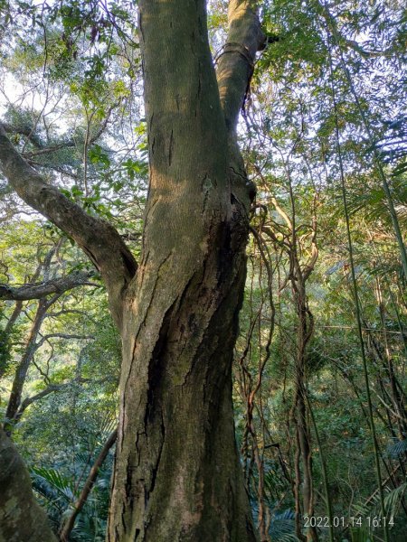 [新竹]龍眼園窩山(O繞)1581318