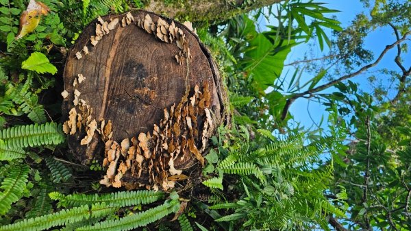 【暑假停課不停走】解鎖第49座小百岳#093都蘭山2822530