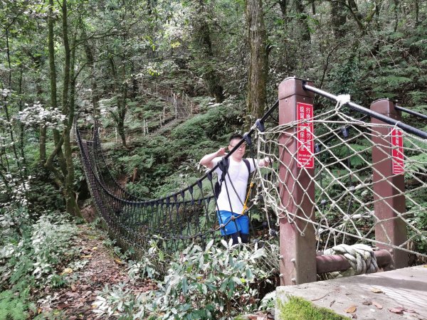 梨山希利克步道-泰雅族占卜靈鳥-繡眼畫眉1049508