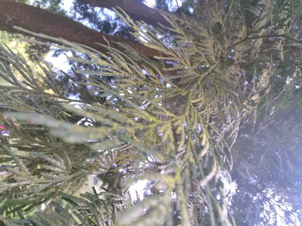 植物照片雞籠山九龍山大凍山2395723