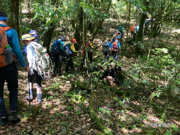 【佐米縱走】走進迷霧森林尋找千歲神木，參加一場巨木群的盛宴2888760