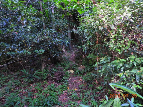 苗栗 三灣 神桌山1045799