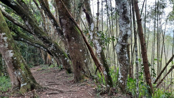 《南投》望玉山的部落｜信義望鄉部落獵人古道登望美山202204081666703